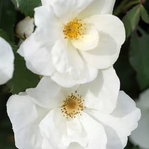 3 Gal. The White Rose Bush with White Flowers