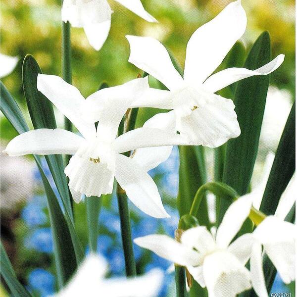 Unbranded Daffodil Thalia Dormant Bulbs (20-Pack)