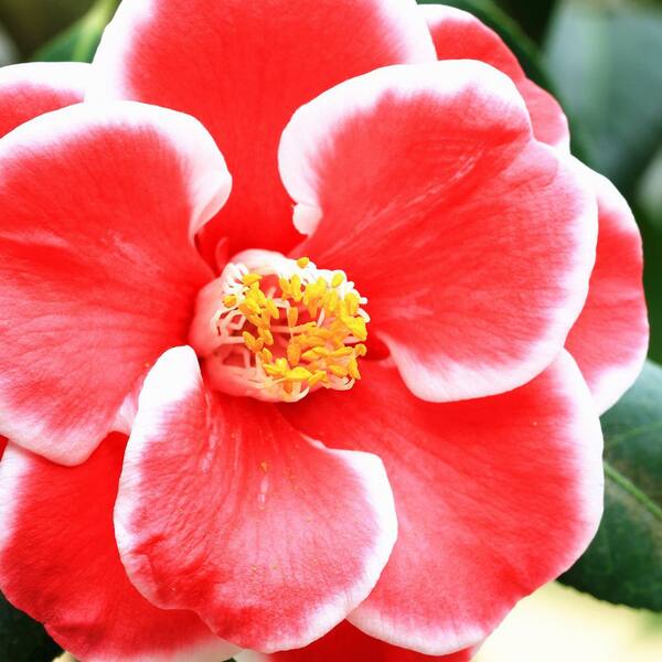 national PLANT NETWORK 3 gal. Camellia Japonica Sadaharu Oh Shrub