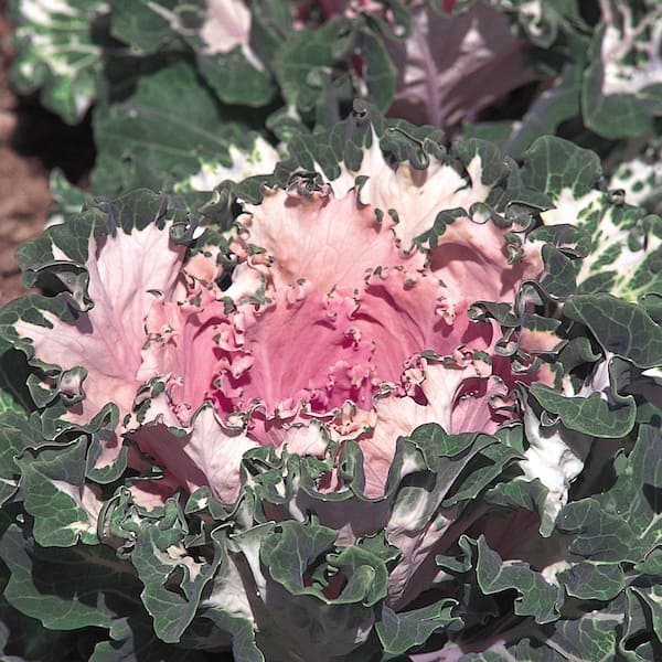 ALTMAN PLANTS 1-Pint Pink Ornamental Kale Plant