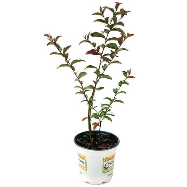 national PLANT NETWORK 2.25 gal. Crape Myrtle Enduring Lavender Shrub with Lavender Flowers