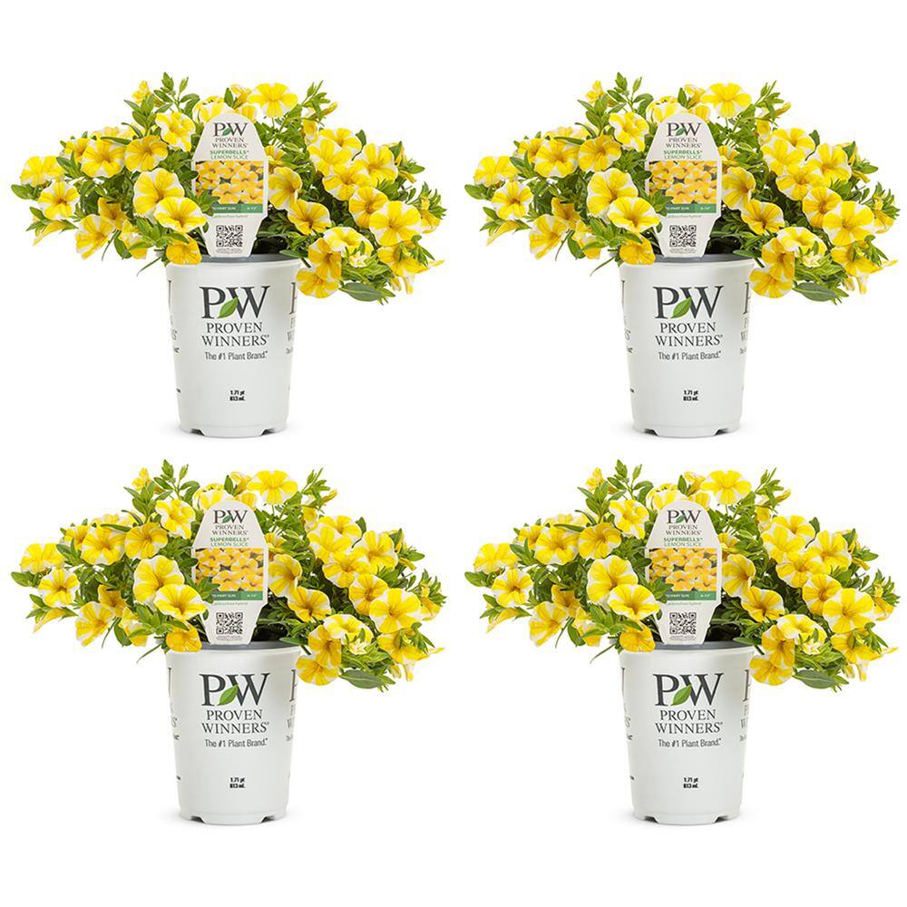 PROVEN WINNERS 1.5-Pint Calibrachoa Superbells Lemon Slice Annual Plant ...