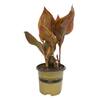 ALTMAN PLANTS 4 qt. Red Canna Tropicanna Lily Garden Perennial Outdoor Plant with Orange Blooms in Grower Pot 0873129