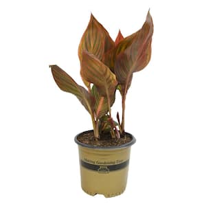 4 qt. Red Canna Tropicanna Lily Garden Perennial Outdoor Plant with Orange Blooms in Grower Pot