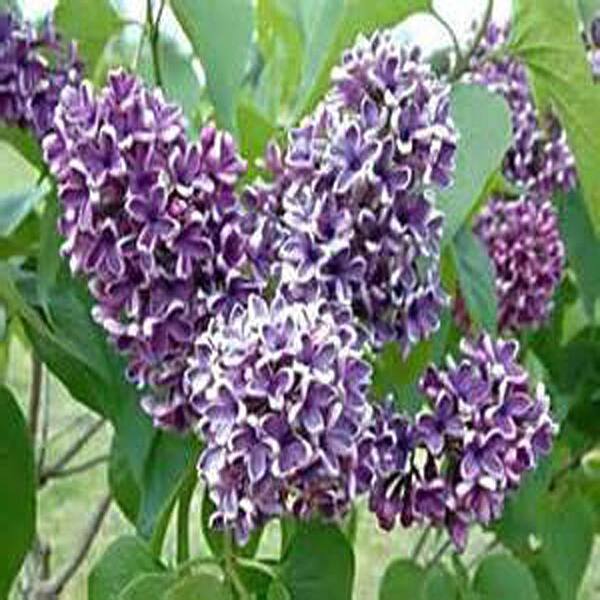 OnlinePlantCenter 1 Gal. Deep Violet Common Lilac Shrub