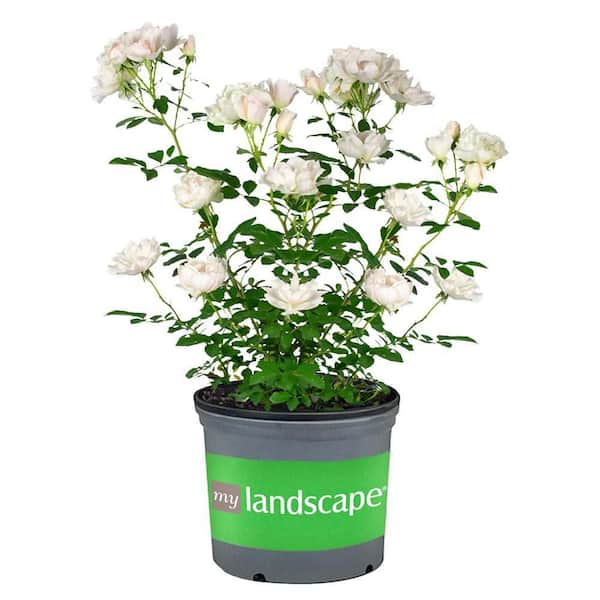 2 Gal. Icecap Rose Plant with White Flowers