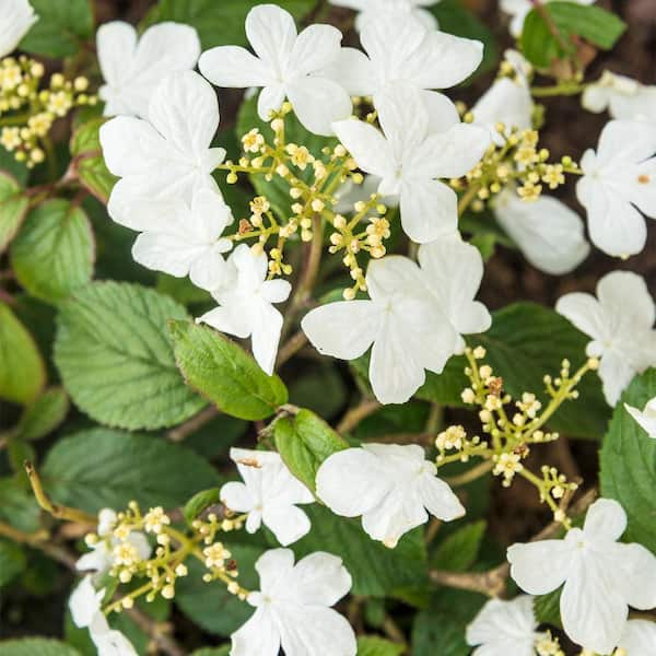 Spring Hill Nurseries 4 in. Pot Summer Snowflake Viburnum, Live Deciduous Plant with White Flowers with Green Foliage (1-Pack)