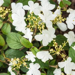 4 in. Pot Summer Snowflake Viburnum, Live Deciduous Plant with White Flowers with Green Foliage (1-Pack)
