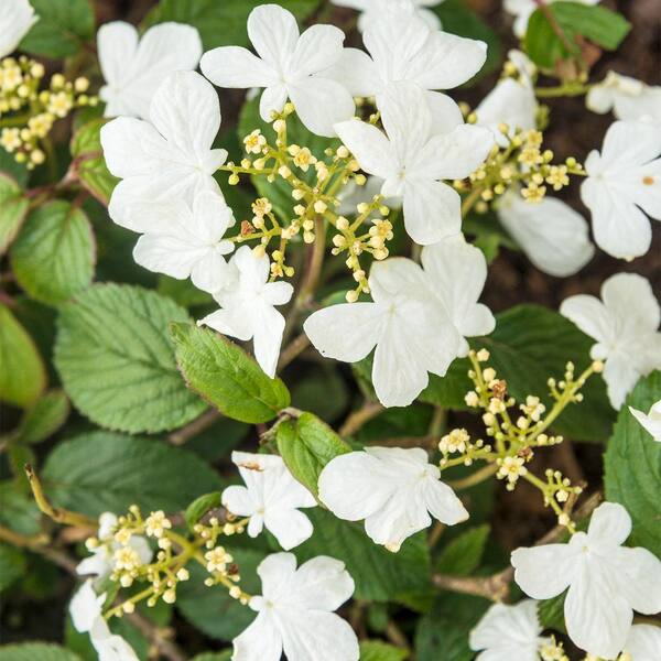 Spring Hill Nurseries 4 In Pot Summer Snowflake Viburnum Live Deciduous Plant With White Flowers With Green Foliage 1 Pack The Home Depot