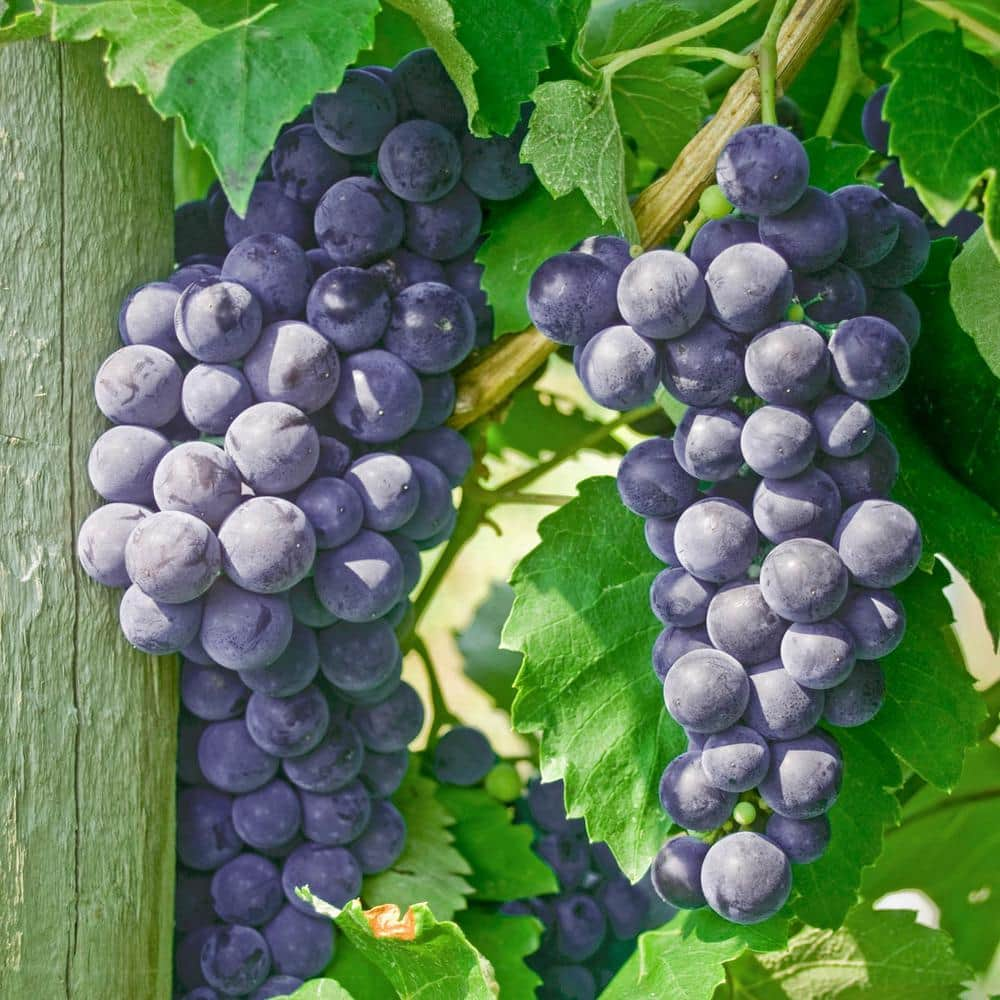 Jumbo Green Seedless Grapes