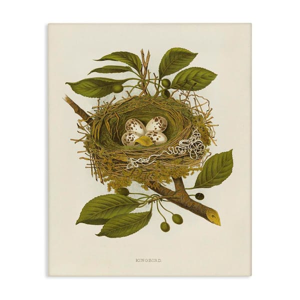 Birdnest with Spotted Eggs by Tina Higgins Designs, Inc. Unframed Nature Graphic Art Print 30 in. x 24 in.