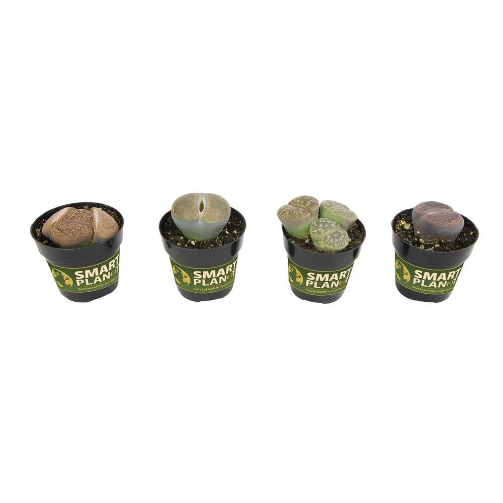 Assorted Color Pet-Safe Lithops Succulent 4-Pack in Black Pots