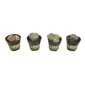 Living Stones (Lithops) Pet Safe Succulent Plant in 2.5 in. Grower Pots (4-Pack)