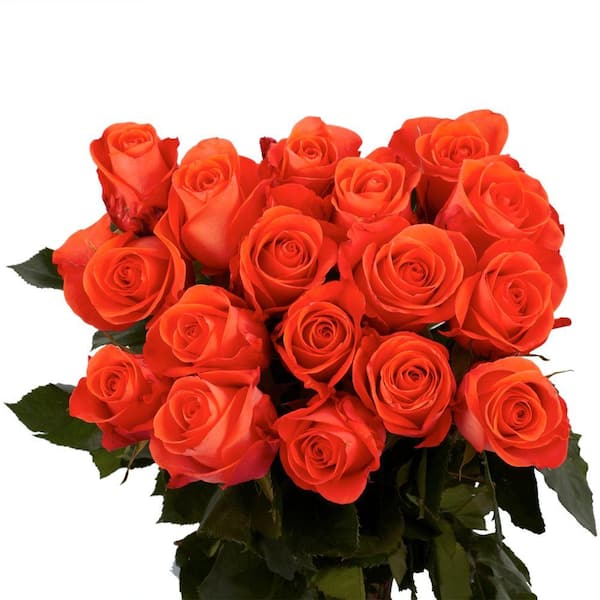 Globalrose Fresh Coral Color Roses (100 Stems)