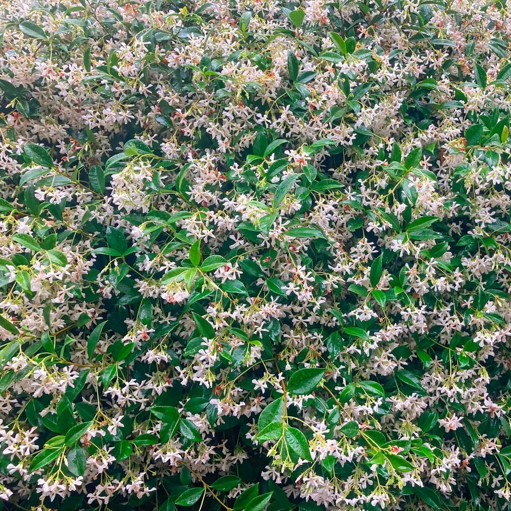 Asiatic Jasmine Plant with White Flowers and Glossy Green Leaves