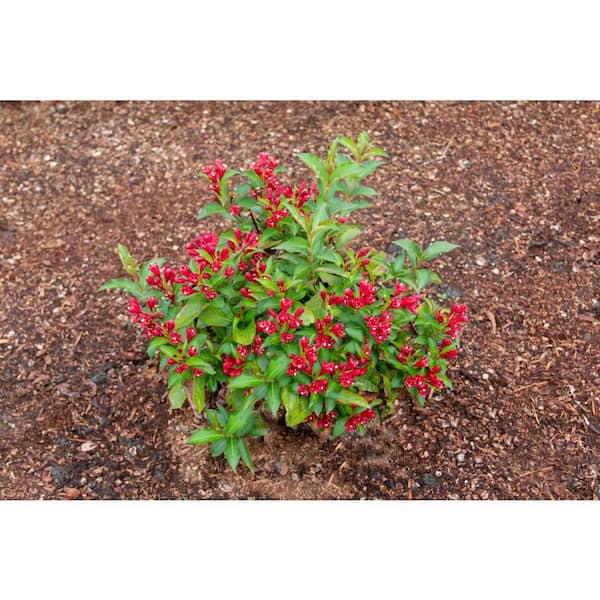 Jumbo Pint Maroon Swoon Weigela Live Shrub, Dark Red Flowers