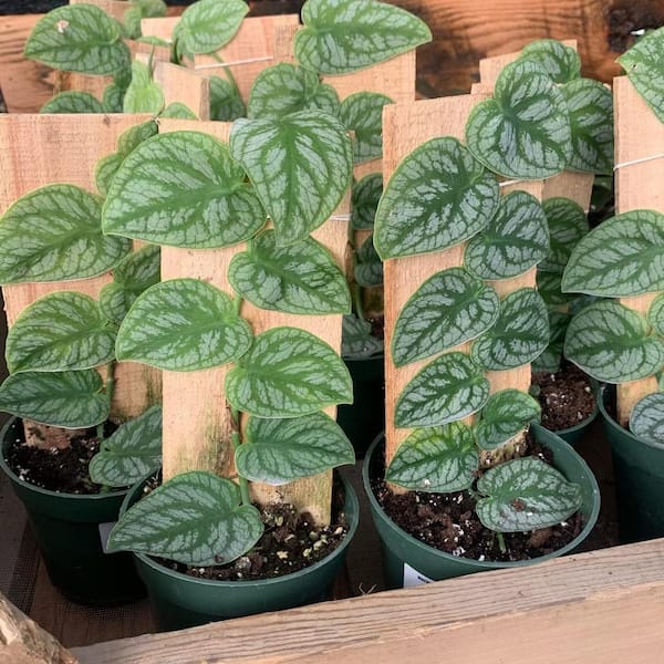 Wekiva Foliage Monstera Dubia Shingle Plant-Live Plant in a 4 in.  Pot-Monstera Dubia-Vining Indoor Houseplant-Air Purifying MonDub4x1 - The  Home Depot