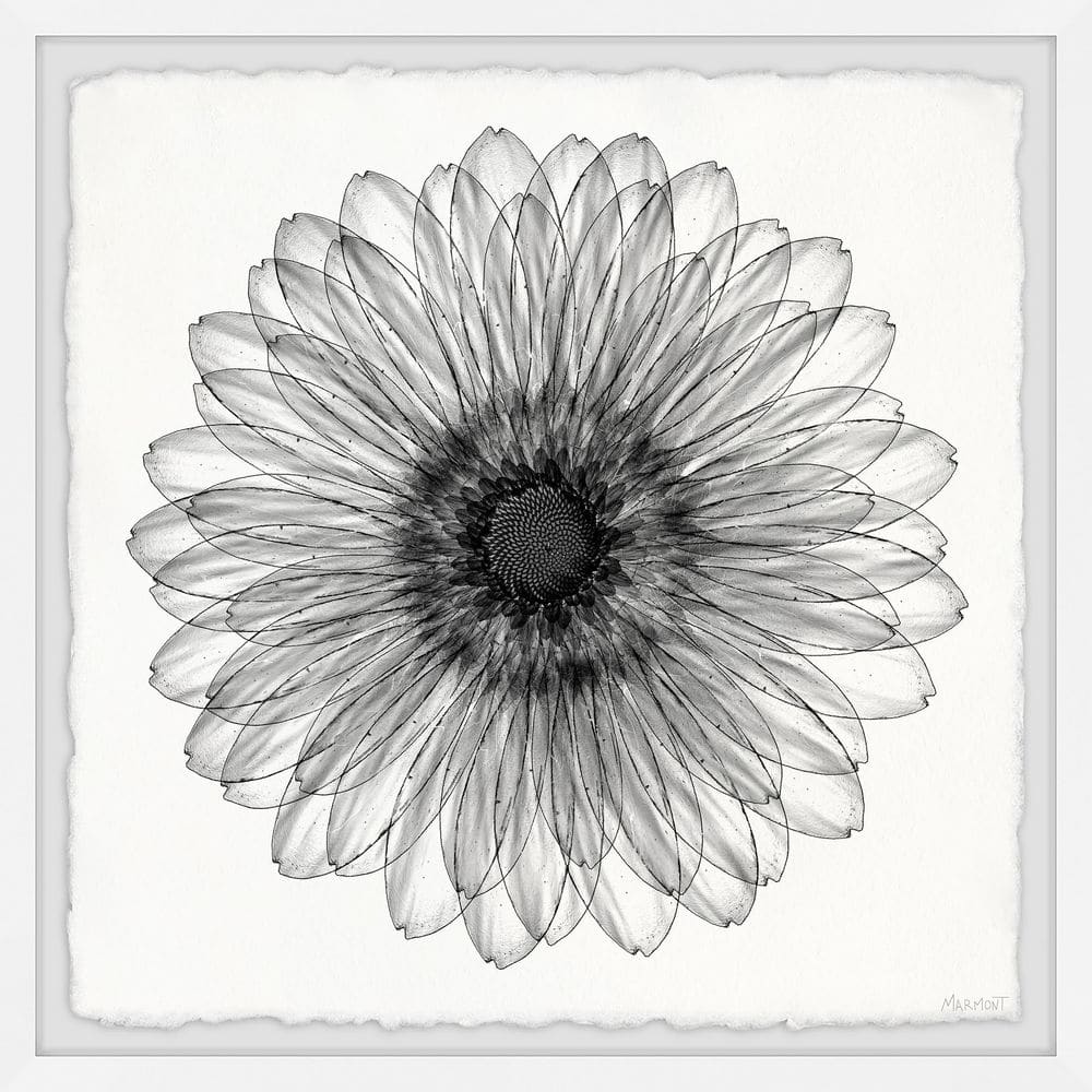 Elegant Sunflower by Marmont Hill Framed Nature Art Print 32 in. x 32 in.
