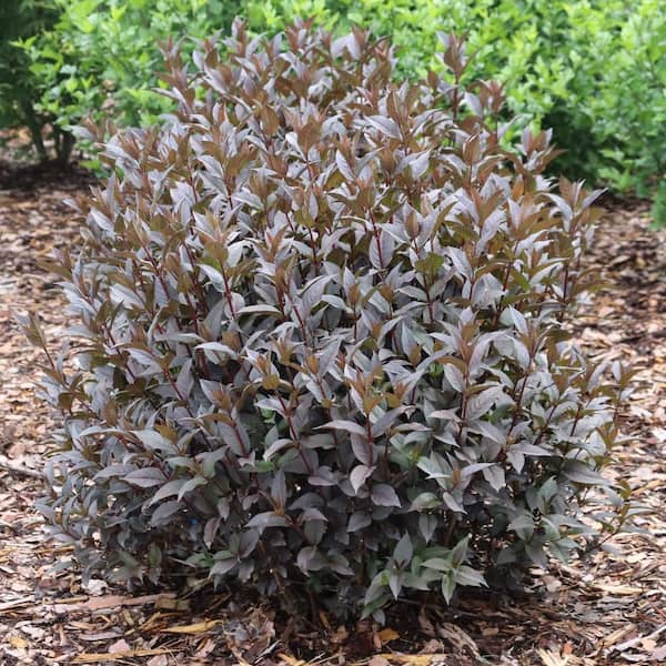PROVEN WINNERS 4.5 in. qt. Kodiak Jet Black (Diervilla Hybrid) Live Flowering Shrub with Yellow Flowers and Black Foliage