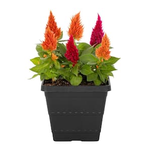 1 Gal. Celosia Woolflower Red and Orange Mix in Decorative Square Planter Annual Plant (1-Pack)