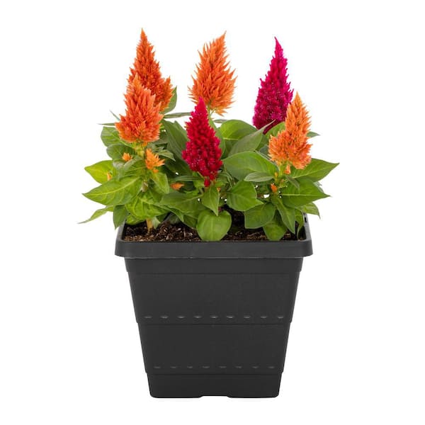 METROLINA GREENHOUSES 1 Gal. Celosia Woolflower Red and Orange Mix in Decorative Square Planter Annual Plant (1-Pack)