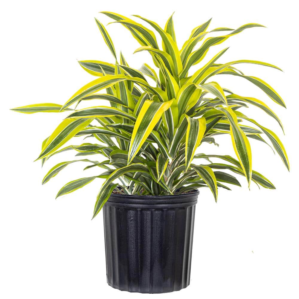 dracena maginata Dragon Tree' Dracaena marginata – Interior Foliage Design main image 1