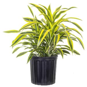 Lemon Lime Dracaena Warneckii Live Plant Shipped in 9.25 inch Grower Pot