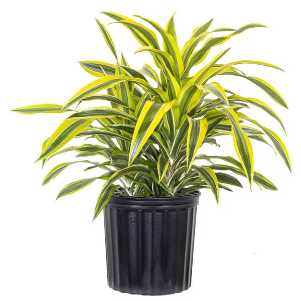 United Nursery Lemon Lime Dracaena Warneckii Live Plant Shipped in 9.25 inch Grower Pot