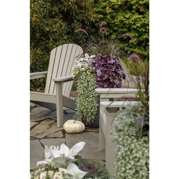 PROVEN WINNERS 4.25 in. Eco+Grande Supertunia Latte (Petunia) Live