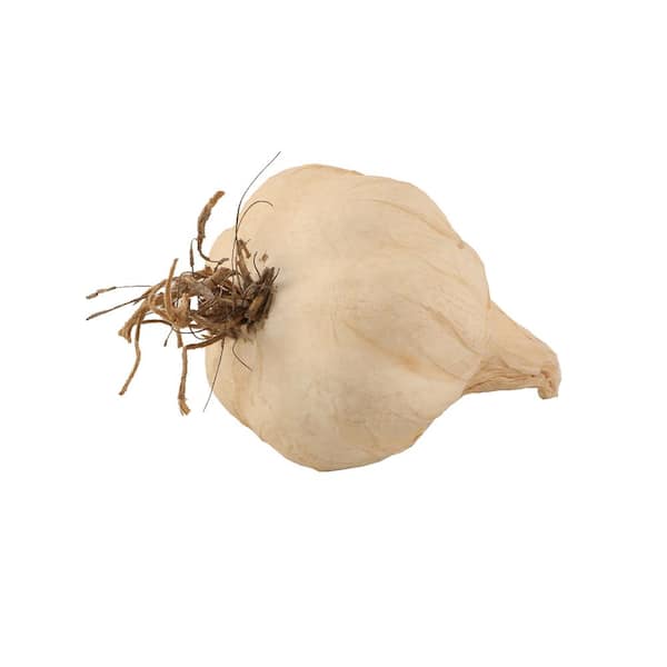 Flora Bunda Set of 12 Artificial Real Touch Garlic