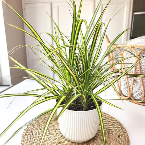 150枚 限定盤 Dragon P POWER PLANTS ALTMAN PLANTS Dracaena Marginata 'Sunray' Dragon Tree Live Indoor