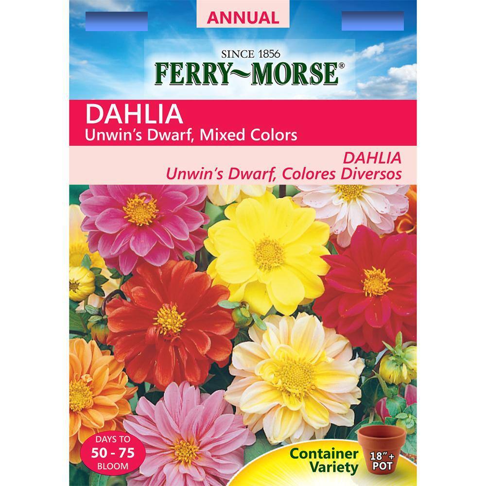New Pack Kings Dahlia Unwins Dwarf Mixed Flower Seeds 