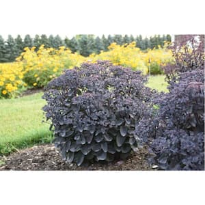 4.5 in. Quart, Rock N Grow Back in Black Stonecrop (Sedum), Live Plant, White Flowers and Black Foliage