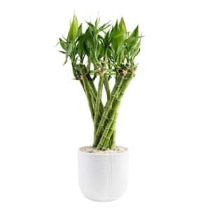 Grower's Choice Medium Lucky Bamboo Indoor Plant in 4.5 in. White Decor Planter, Average Shipping Height 1-2 ft.