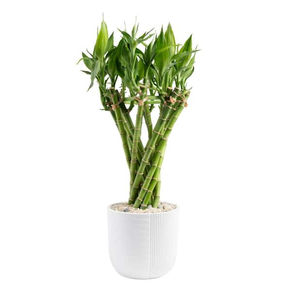 Bamboo outlet plant - shipping with pot