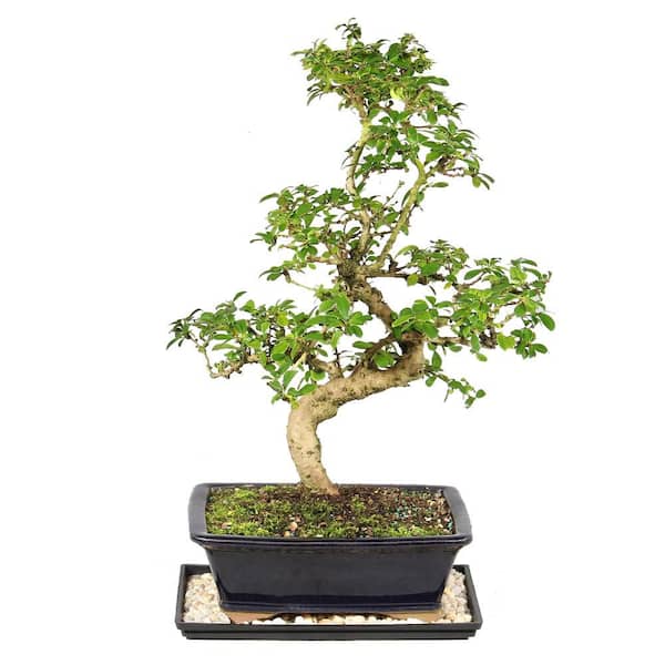 brussel's BONSAI Fukien Tea Bonsai Tree Indoor Plant in Ceramic Bonsai Pot  Container, 14 Years Old, 14 to 20 in. CT-9002FT - The Home Depot