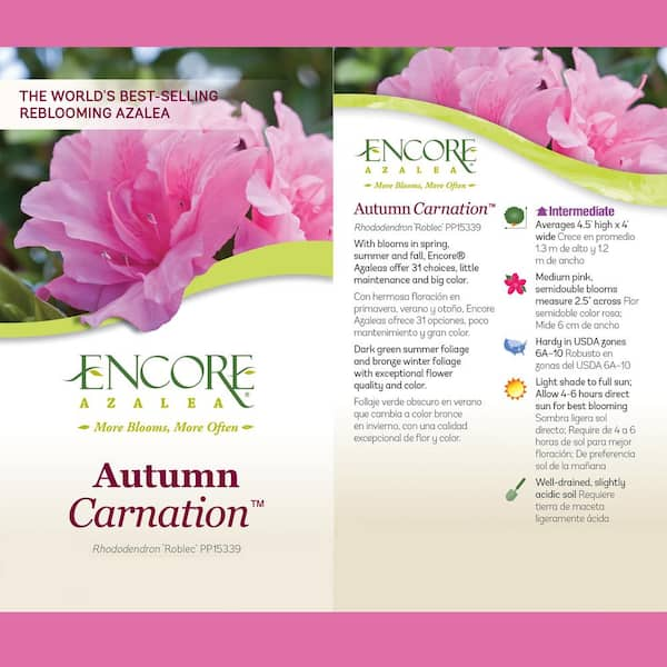 ENCORE AZALEA 1 Gal. Autumn Carnation Shrub with Semi Double Pink