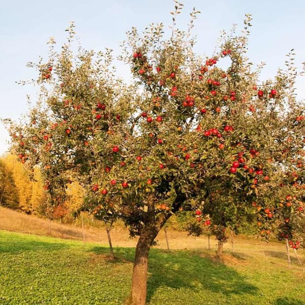 5 Gal. Zestar Semi Dwf Apple Tree APPZES05GD - The Home Depot