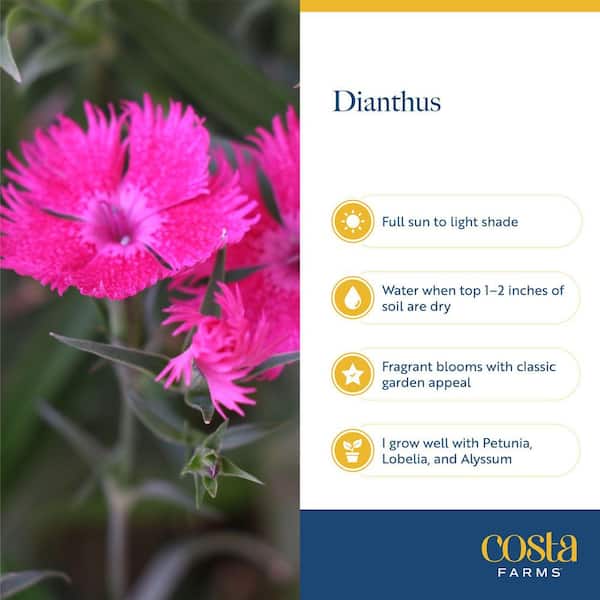 Costa Farms Outdoor Dianthus Plant in 2 qt. Grower Pot, Avg