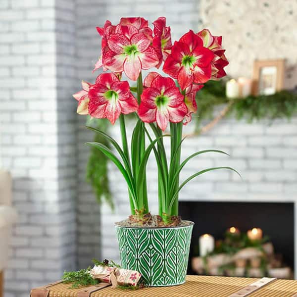 Gardens Alive! 8 in. Pot Flamenco Queen White and Red Flowering Amaryllis 2 Bulb Holiday Gift Kit, Planted in a Decorative