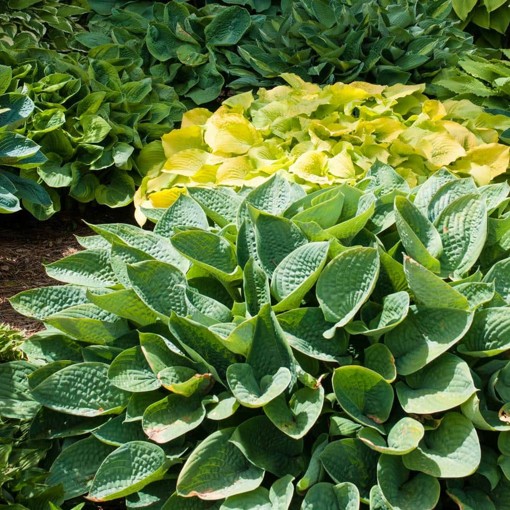 Verdant Medley Assorted Colors Hosta Bare Root Perennial Plants (8-Pack)