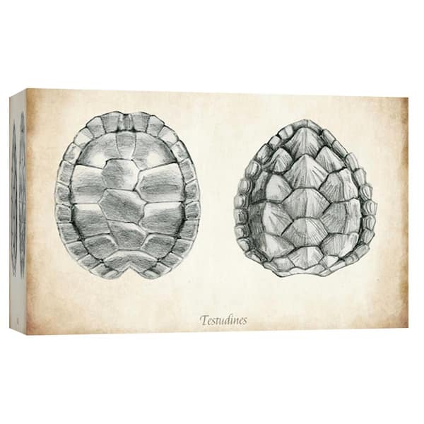 PTM Images 10 in. x 12 in. ''Testudines Shells'' Printed Canvas Wall Art