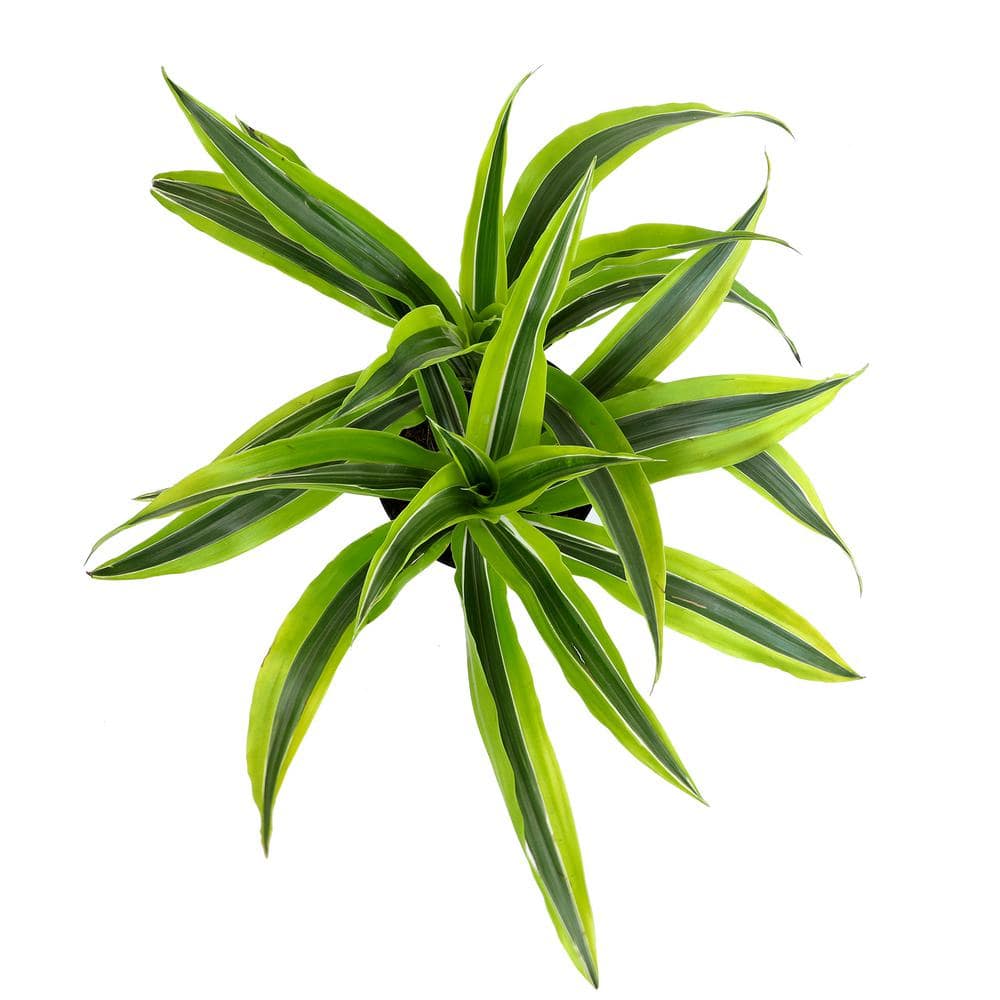 Dracaena Lemon Lime Indoor/Outdoor Plant in Black Plastic Pot