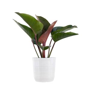 Red Congo Live Philodendron Tatei Indoor Plant in 10 in. White Decor Pot