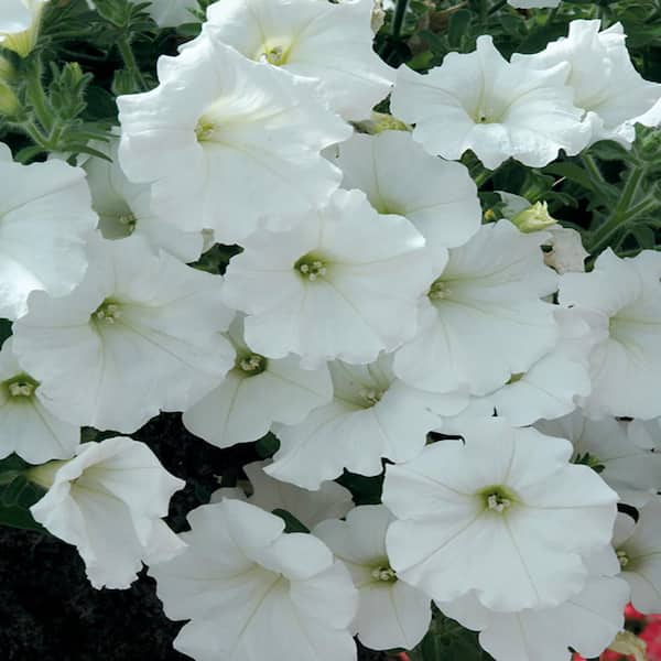 ALTMAN PLANTS 2.5 Qt. #1 White Petunia Plant
