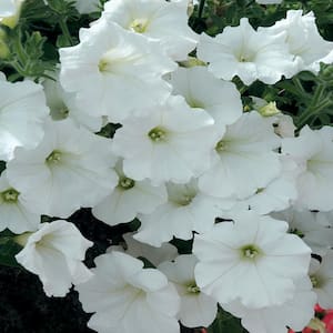 10 in. White Petunia Plant (12-Pack)