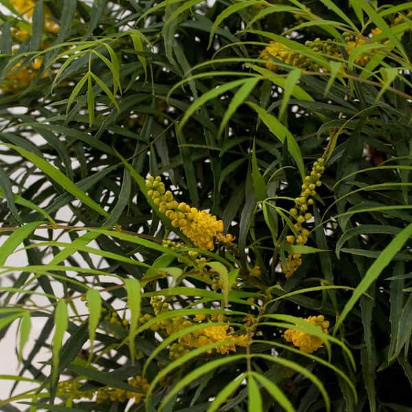2 Gal. Soft Caress Mahonia, Live Evergreen Shrub, Bright Yellow Flowers