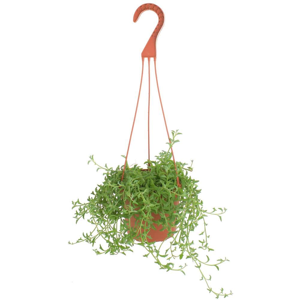 String of Dolphins Large Green Trailing Succulent in Multi-Colored 6 Inch Container