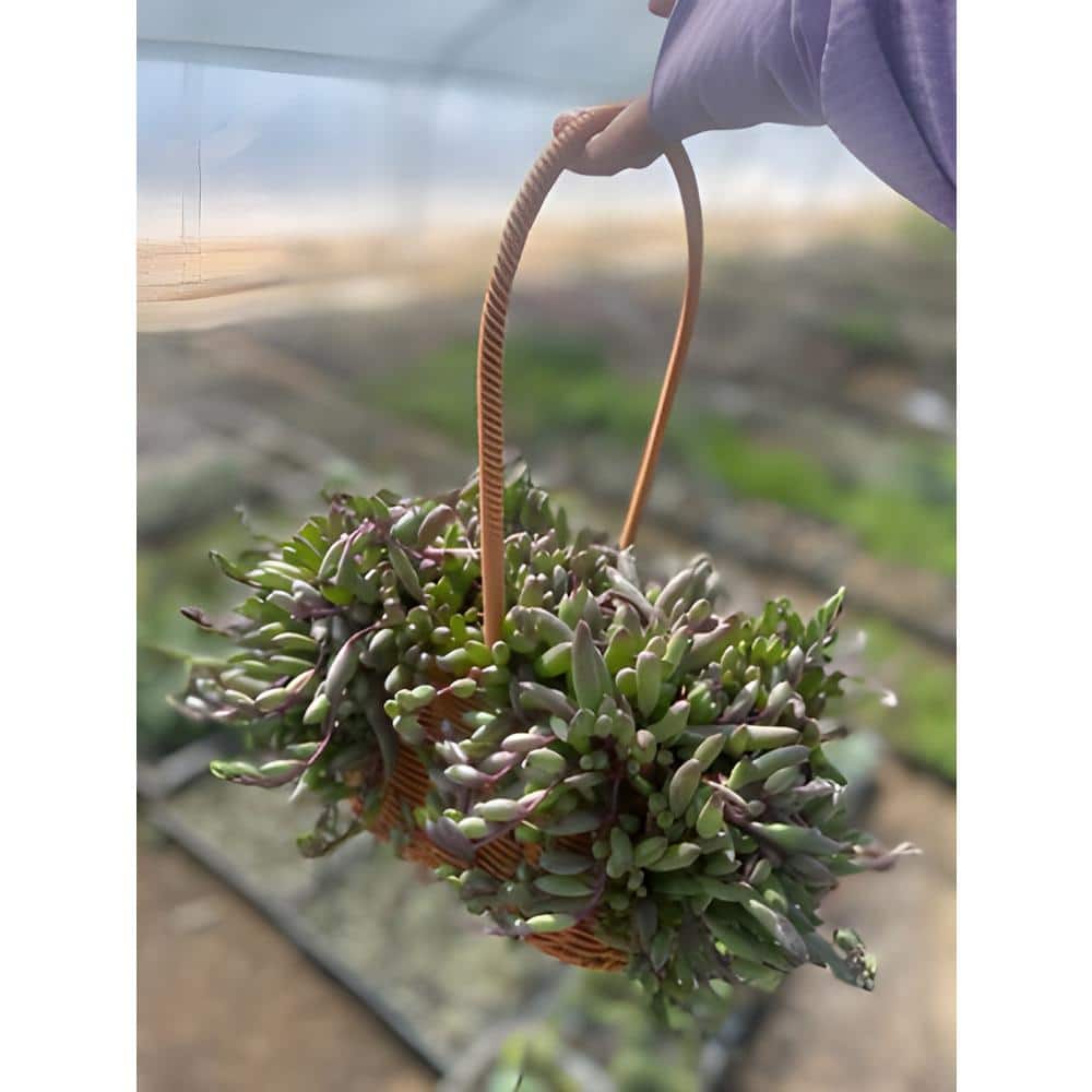 T. Succulent Form × Nizanda T'STROPICALS Agave nizandensis (Nizanda Agave) - World of Succulents