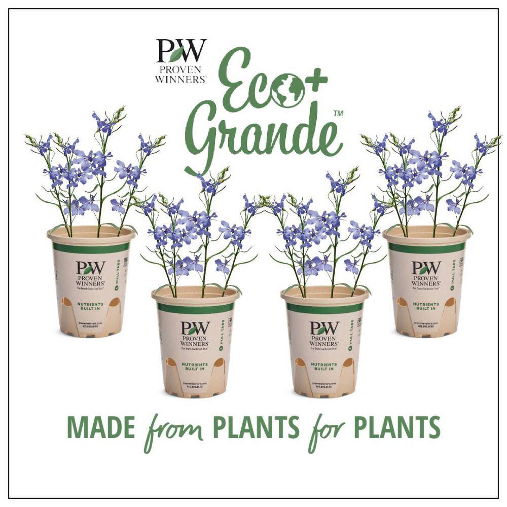 4.25 in. Eco+Grande Laguna Dark Blue (Lobelia) Live Plant, Blue Flowers (4-Pack)